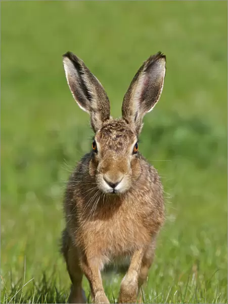 European hare (Lepus europaeus), Wirral, England, UK, May