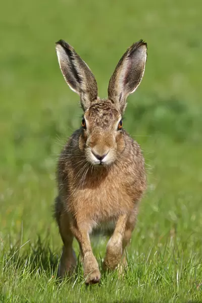 European hare (Lepus europaeus), Wirral, England, UK, May