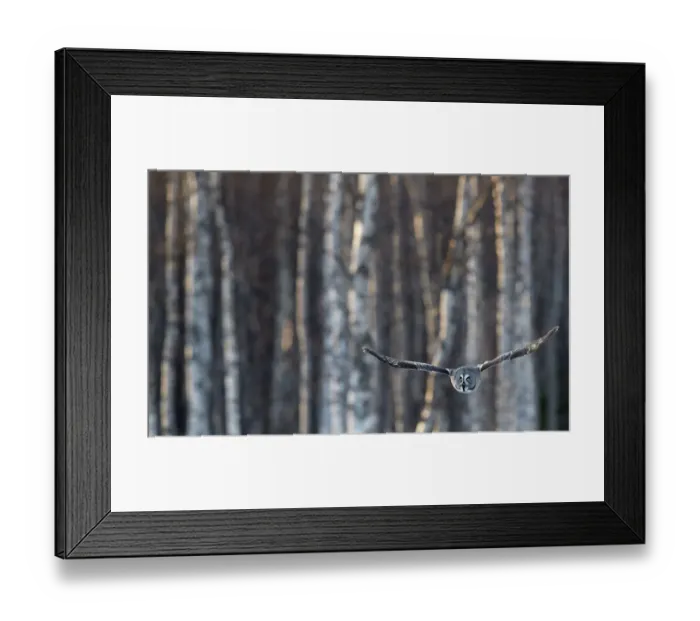 Framed Print : Great Grey Owl (Strix nebulosa) in flight, with forest behind, Rovaniemi Finland March Framed Print : Great Grey Owl (Strix nebulosa) in flight, with forest behind, Rovaniemi Finland March