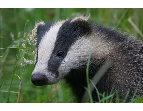 Badger (Meles meles) cub amongst long grass, Dorset, England, UK, July