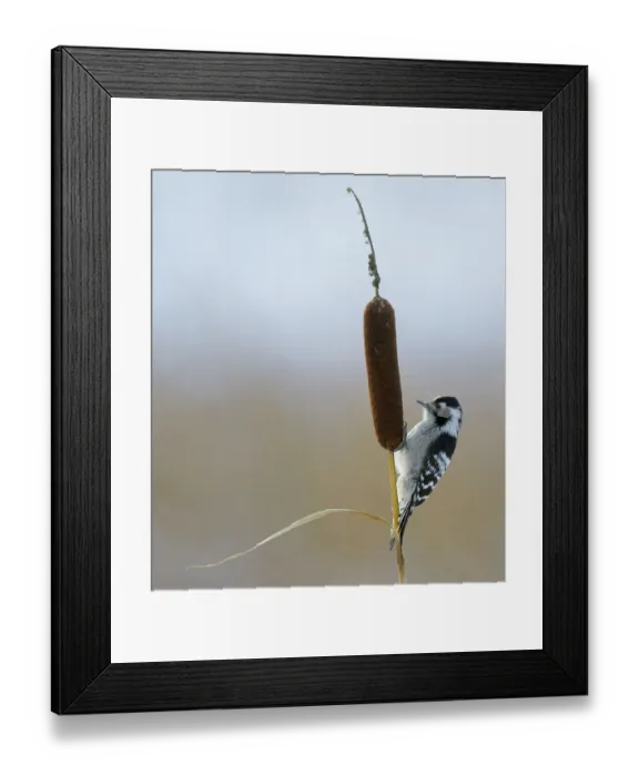 Framed Print : Lesser Spotted Woodpecker (Dendrocopus minor) on bullrush, Uto Finland October Framed Print : Lesser Spotted Woodpecker (Dendrocopus minor) on bullrush, Uto Finland October