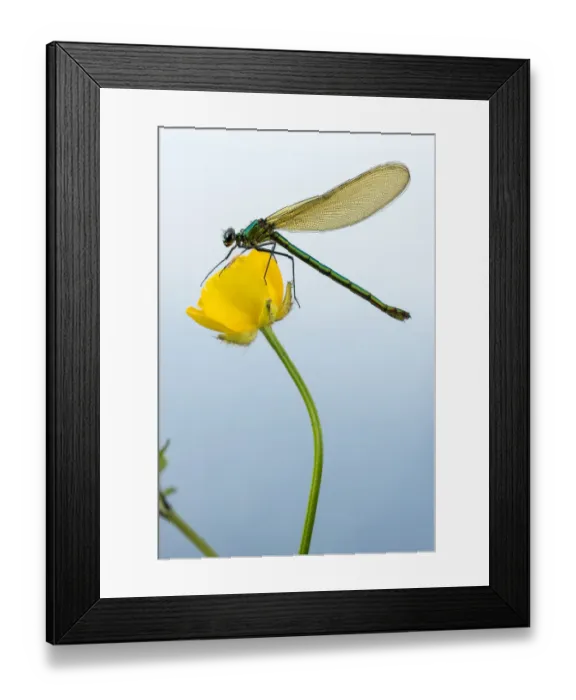 Framed Print : Bannded demoiselle (Calopteryx splendens), resting on buttercup, Lower Tamar Lakes Framed Print : Bannded demoiselle (Calopteryx splendens), resting on buttercup, Lower Tamar Lakes