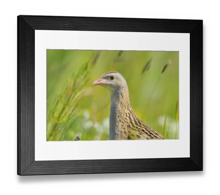 Framed Print : Male Corncrake (Crex crex) South Uist, Outer Hebrides, Scotland, UK, June Framed Print : Male Corncrake (Crex crex) South Uist, Outer Hebrides, Scotland, UK, June