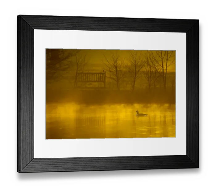 Framed Print : Canada goose (Branta canadensis) silhouetted on lake at dawn, Stockport, Cheshire Framed Print : Canada goose (Branta canadensis) silhouetted on lake at dawn, Stockport, Cheshire