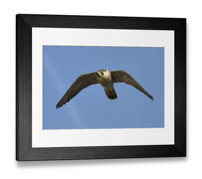 Framed Print : Adult female Peregrine falcon (Falco peregrinus) in flight, Bristol, England, UK, March Framed Print : Adult female Peregrine falcon (Falco peregrinus) in flight, Bristol, England, UK, March