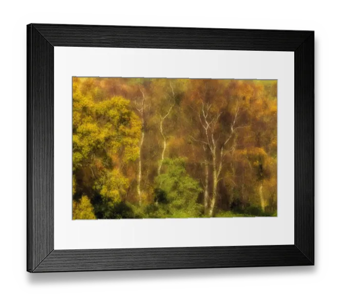Framed Print : Mixed species woodland in autumn, including Silver birch trees (Betula pendula) Framed Print : Mixed species woodland in autumn, including Silver birch trees (Betula pendula)