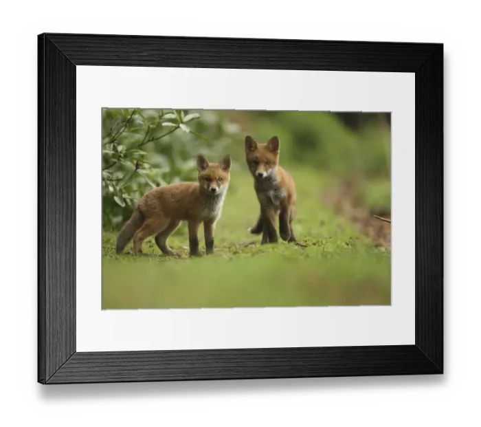 Framed Print : Red fox (Vulpes vulpes) cubs, Hertfordshire, England, UK, May Framed Print : Red fox (Vulpes vulpes) cubs, Hertfordshire, England, UK, May