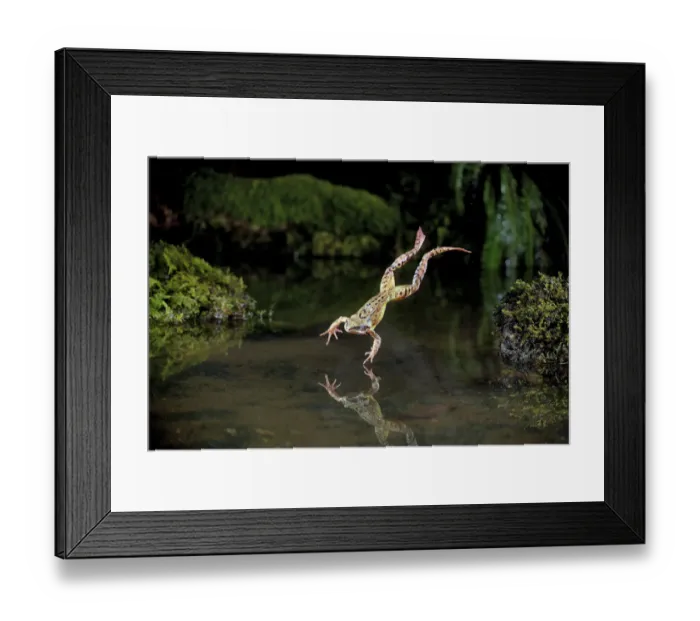 Framed Print : Common frog (Rana temporaria) leaping into a pond, controlled conditions, UK Framed Print : Common frog (Rana temporaria) leaping into a pond, controlled conditions, UK