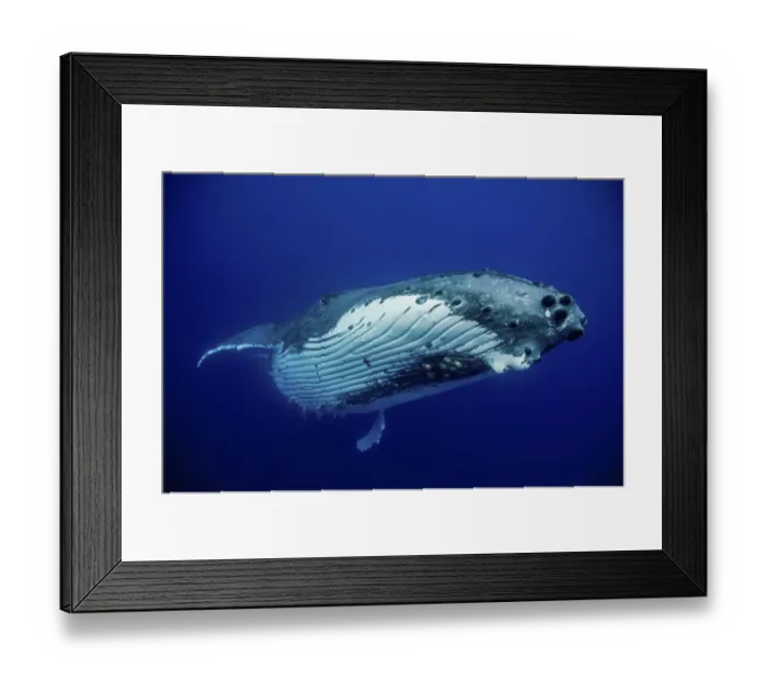 Framed Print : Humpback Whale (Megaptera novaeangliae) female. Tonga, South Pacific, September Framed Print : Humpback Whale (Megaptera novaeangliae) female. Tonga, South Pacific, September