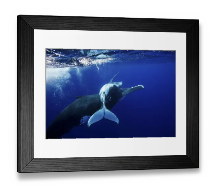 Framed Print : Humpback Whale (Megaptera novaeangliae) mother and calf. Tonga, South Pacific, September Framed Print : Humpback Whale (Megaptera novaeangliae) mother and calf. Tonga, South Pacific, September