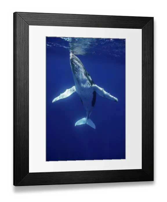 Framed Print : Humpback Whale (Megaptera novaeangliae) calf. Tonga, South Pacific, September