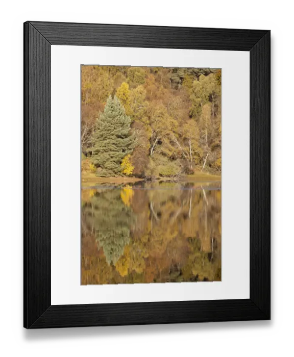 Framed Print : Trees reflecting in Loch Vaa, Cairngorms National Park, Scotland, UK, October 2012