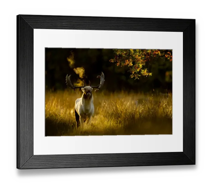Framed Print : Fallow deer (Dama dama) buck bellowing at dawn during the rut, Cheshire, UK, October Framed Print : Fallow deer (Dama dama) buck bellowing at dawn during the rut, Cheshire, UK, October