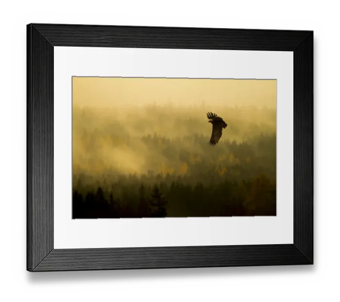 Framed Print : Steppe Eagle (Aquila nipalensis) in flight at dawn over misty forest, Czech Republic Framed Print : Steppe Eagle (Aquila nipalensis) in flight at dawn over misty forest, Czech Republic
