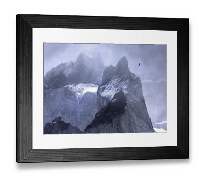 Framed Print : Andean condor (Vultur gryphus) in flight over mountain peaks, Torres Del Paine National Park Framed Print : Andean condor (Vultur gryphus) in flight over mountain peaks, Torres Del Paine National Park