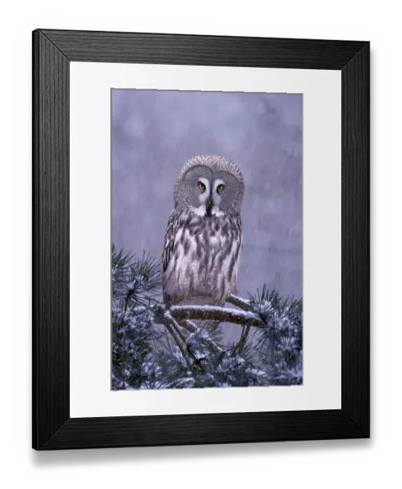 Framed Print : Great grey owl (Strix nebulosa) perched in pine tree in snowfall, captive