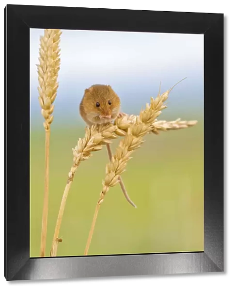 Harvest mouse (Micromys minutus) on wheat stem, Devon, UK captive