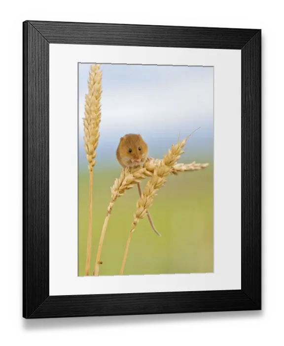 Framed Print : Harvest mouse (Micromys minutus) on wheat stem, Devon, UK captive Framed Print : Harvest mouse (Micromys minutus) on wheat stem, Devon, UK captive