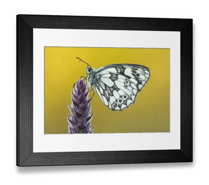 Framed Print : Marbled White butterfly (Melanargia galathea) at rest, Dunsdon Nature Reserve, Devon, UK