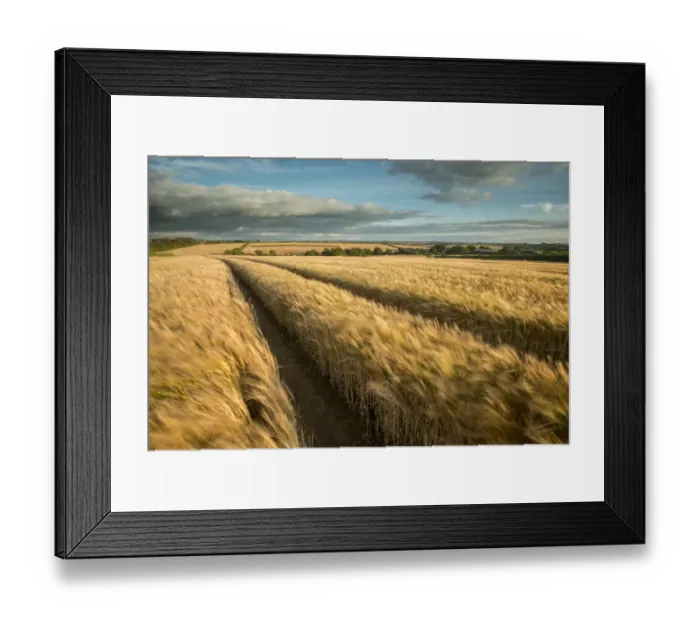 Framed Print : Vehicle tracks in field of ripe Barley, farmland, late evening light, near Putford, Devon, UK Framed Print : Vehicle tracks in field of ripe Barley, farmland, late evening light, near Putford, Devon, UK