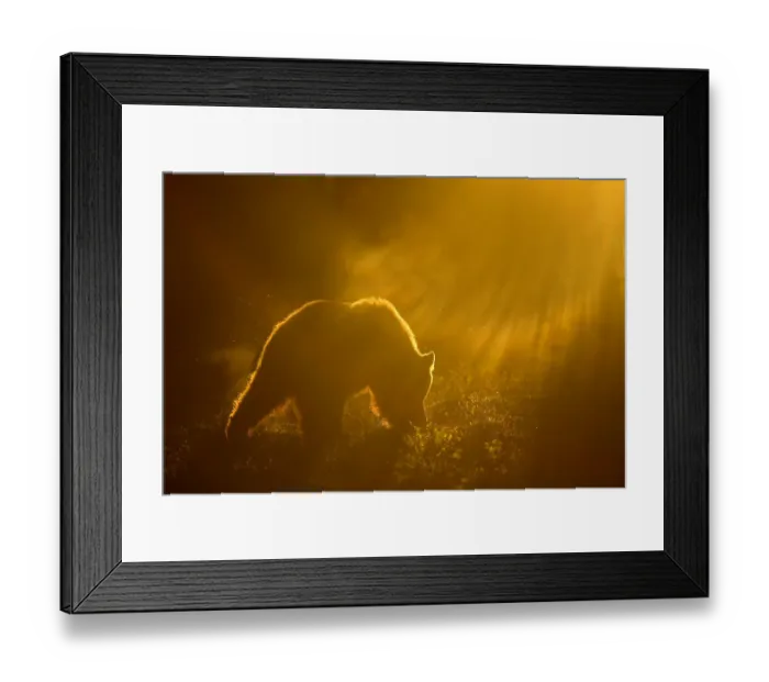 Framed Print : Brown Bear (Ursus arctos) silhouetted at dawn, Suomussalmi, Kainuu region, Finland Framed Print : Brown Bear (Ursus arctos) silhouetted at dawn, Suomussalmi, Kainuu region, Finland