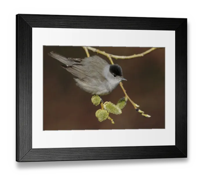 Framed Print : Blackcap (Sylvia atricapilla) Uto Finland May Framed Print : Blackcap (Sylvia atricapilla) Uto Finland May