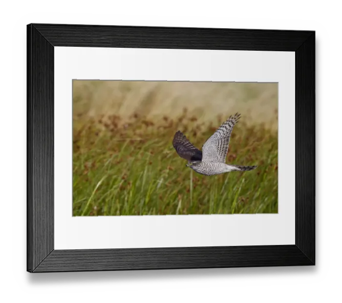 Framed Print : Sparrowhawk (Accipiter nisus) flying low over vegetation, Falsterbo Sweden August Framed Print : Sparrowhawk (Accipiter nisus) flying low over vegetation, Falsterbo Sweden August