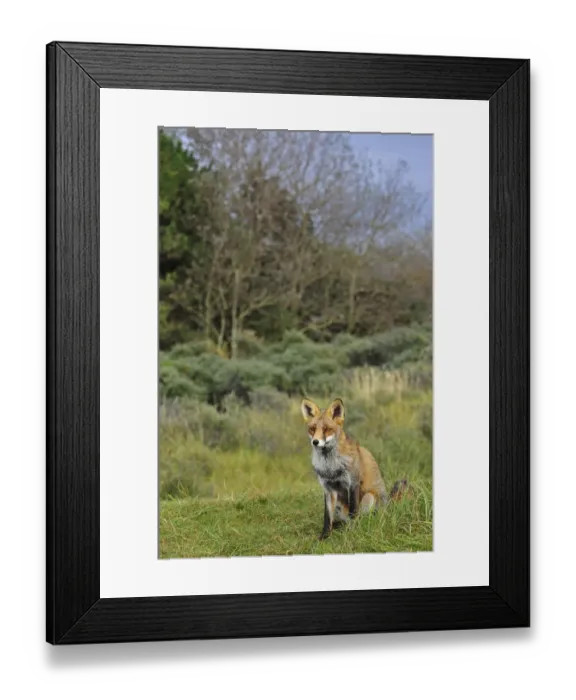 Framed Print : Red fox (Vulpes vulpes) in grassland at forest edge in autumn, the Netherlands Framed Print : Red fox (Vulpes vulpes) in grassland at forest edge in autumn, the Netherlands