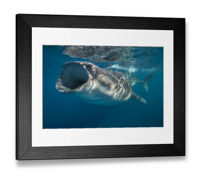 Framed Print : Whale shark (Rhincodon typus) mouth open filter feeding at the surface, Quintana Roo