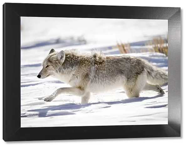 Male Coyote (Canis latrans) walking through deep snow. Hayden Valley, Yellowstone National Park