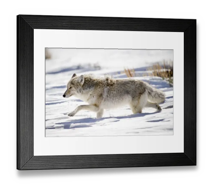 Framed Print : Male Coyote (Canis latrans) walking through deep snow. Hayden Valley, Yellowstone National Park Framed Print : Male Coyote (Canis latrans) walking through deep snow. Hayden Valley, Yellowstone National Park