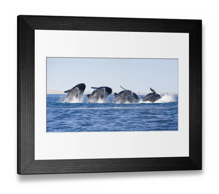 Framed Print : Sequence of a breaching Southern right whale (Eubalaena australis) Golfo Nuevo, Peninsula Valdes Framed Print : Sequence of a breaching Southern right whale (Eubalaena australis) Golfo Nuevo, Peninsula Valdes