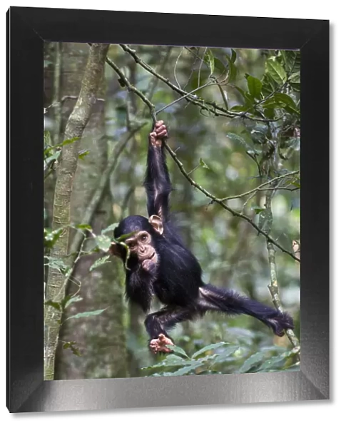 Chimpanzee (Pan troglodytes) infant, aged one and a half playing in tree, in tropical forest