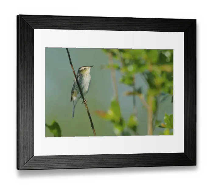 Framed Print : Aquatic Warbler (Acrocephalus paludicola) Framed Print : Aquatic Warbler (Acrocephalus paludicola)