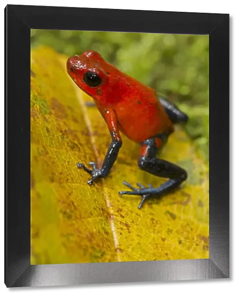 Strawberry poison-dart frog, (Oophaga pumilio  /  Dendrobates pumilio), Costa Rica