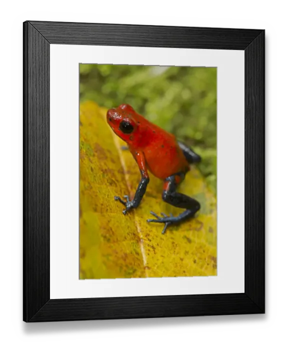 Framed Print : Strawberry poison-dart frog, (Oophaga pumilio / Dendrobates pumilio), Costa Rica Framed Print : Strawberry poison-dart frog, (Oophaga pumilio / Dendrobates pumilio), Costa Rica