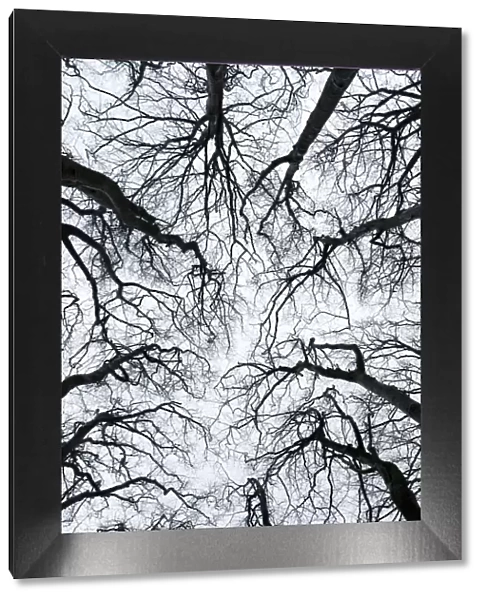 Leafless tree canopy silhouetted in winter. Gannochy, Scotland, February