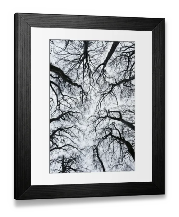 Framed Print : Leafless tree canopy silhouetted in winter. Gannochy, Scotland, February