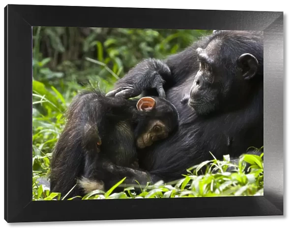 Chimpanzee (Pan troglodytes) mother and 4 month infant resting in tropical forest