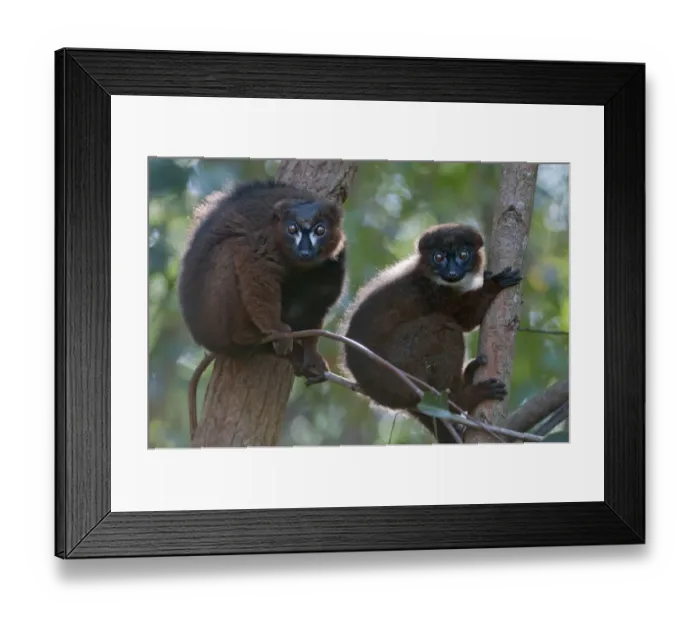 Framed Print : Red-bellied Lemur (Eulemur rubriventer) pair, Ialasatra, Madagascar Framed Print : Red-bellied Lemur (Eulemur rubriventer) pair, Ialasatra, Madagascar