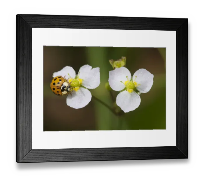 Framed Print : Ten-spotted ladybird (Adalia decempunctata) on Common Water-plantain (Alsima plantago-aquatica) Framed Print : Ten-spotted ladybird (Adalia decempunctata) on Common Water-plantain (Alsima plantago-aquatica)