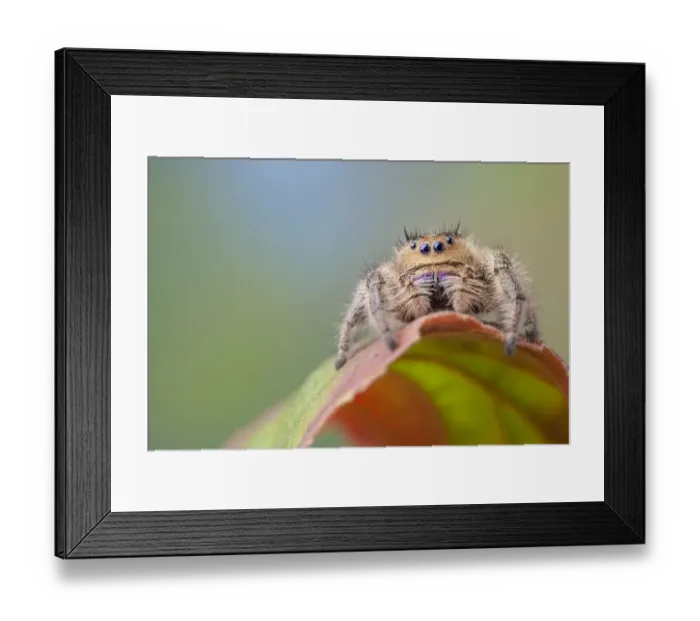 Framed Print : Regal Jumping Spider (Phidippus regius) female. Captive, endemic to North America Framed Print : Regal Jumping Spider (Phidippus regius) female. Captive, endemic to North America