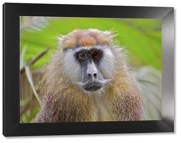 Patas Monkey  /  Wadi monkey  /  Hussar monkey (Erythrocebus patas) Laikipia game reserve