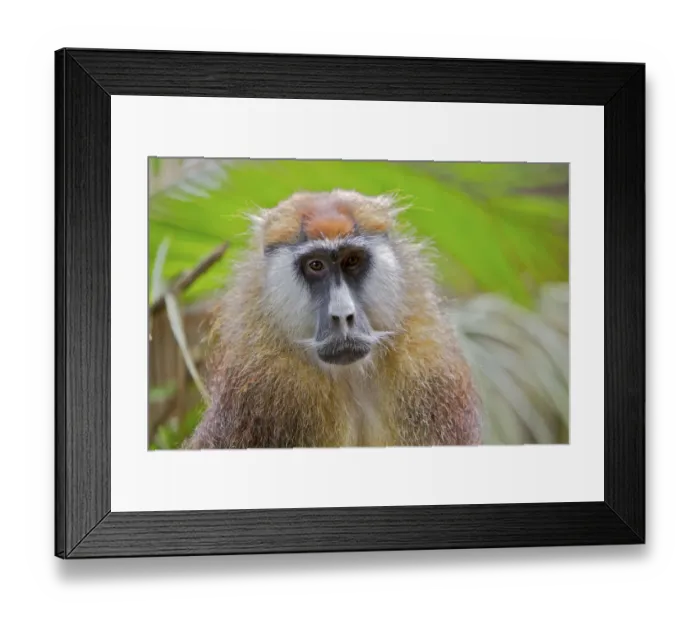 Framed Print : Patas Monkey / Wadi monkey / Hussar monkey (Erythrocebus patas) Laikipia game reserve Framed Print : Patas Monkey / Wadi monkey / Hussar monkey (Erythrocebus patas) Laikipia game reserve