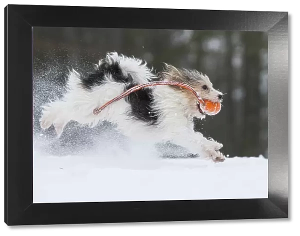 Jogi, a Jack Russell Terrier cross breed, male playing in the snow. Germany