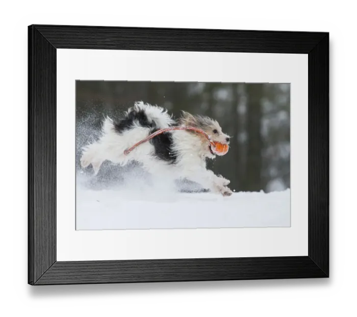 Framed Print : Jogi, a Jack Russell Terrier cross breed, male playing in the snow. Germany Framed Print : Jogi, a Jack Russell Terrier cross breed, male playing in the snow. Germany