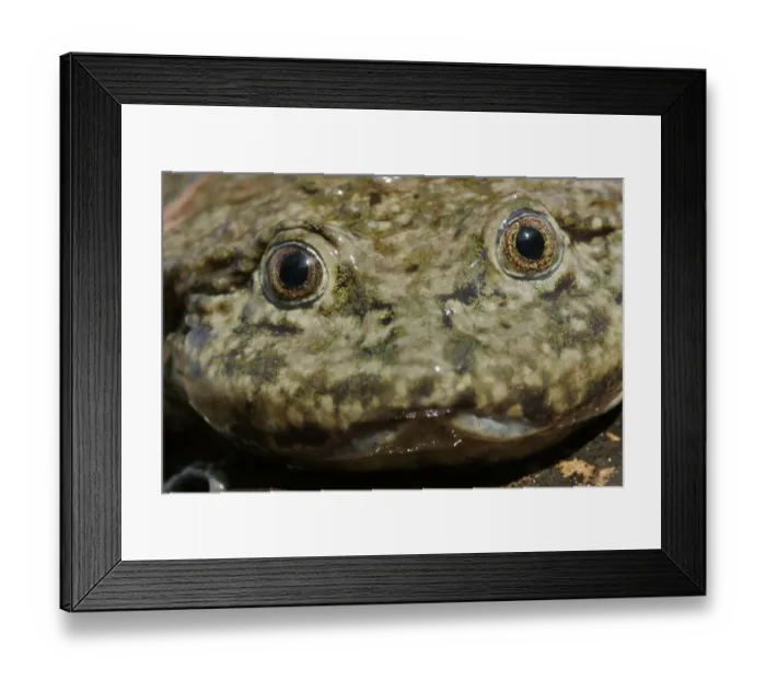 Framed Print : Saggy skinned frog (Telmatobius culeus) adult in Lake Titicaca, Andes on the border of Peru Framed Print : Saggy skinned frog (Telmatobius culeus) adult in Lake Titicaca, Andes on the border of Peru