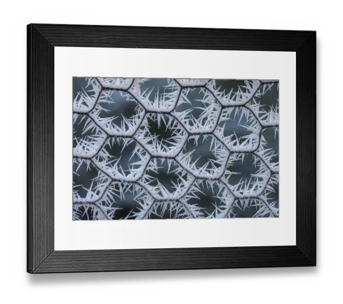 Framed Print : Chicken wire coated in hoar frost. Peak District National Park, Derbyshire, UK, December Framed Print : Chicken wire coated in hoar frost. Peak District National Park, Derbyshire, UK, December