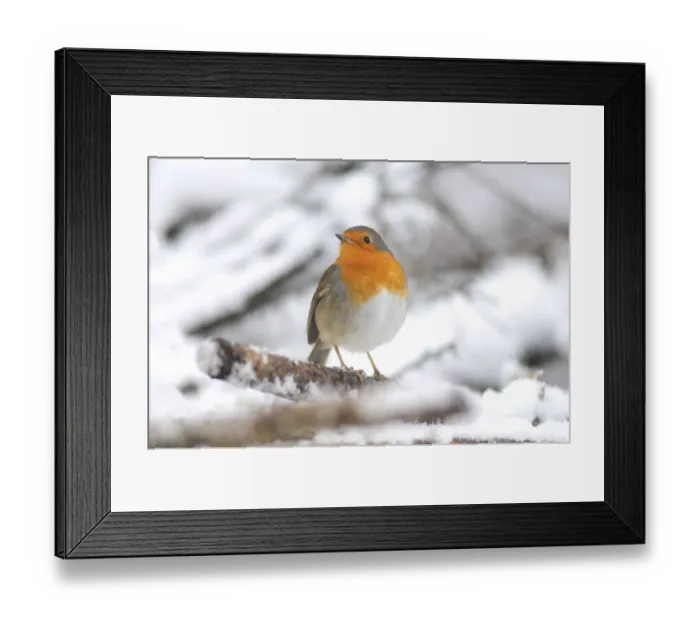 Framed Print : Robin (Erithacus rubecula) in snow. Dorset, UK, January 2010 Framed Print : Robin (Erithacus rubecula) in snow. Dorset, UK, January 2010