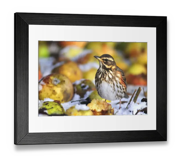 Framed Print : Redwing (Turdus iliacus) in winter on windfall apples. Dorset, UK, December 2010 Framed Print : Redwing (Turdus iliacus) in winter on windfall apples. Dorset, UK, December 2010